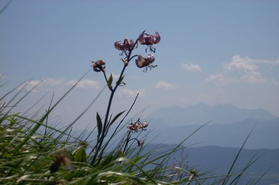 Almwanderung Bauernlandlerinnen